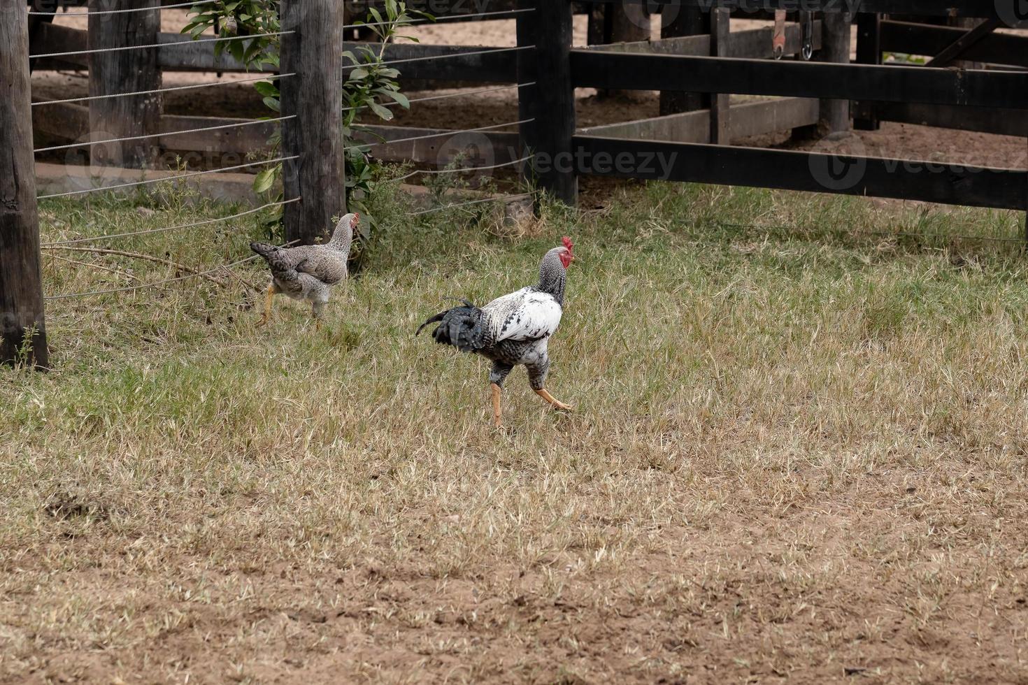 kyckling som letar efter mat foto