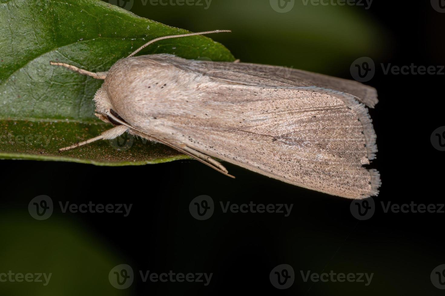 vuxen wainscot mal foto