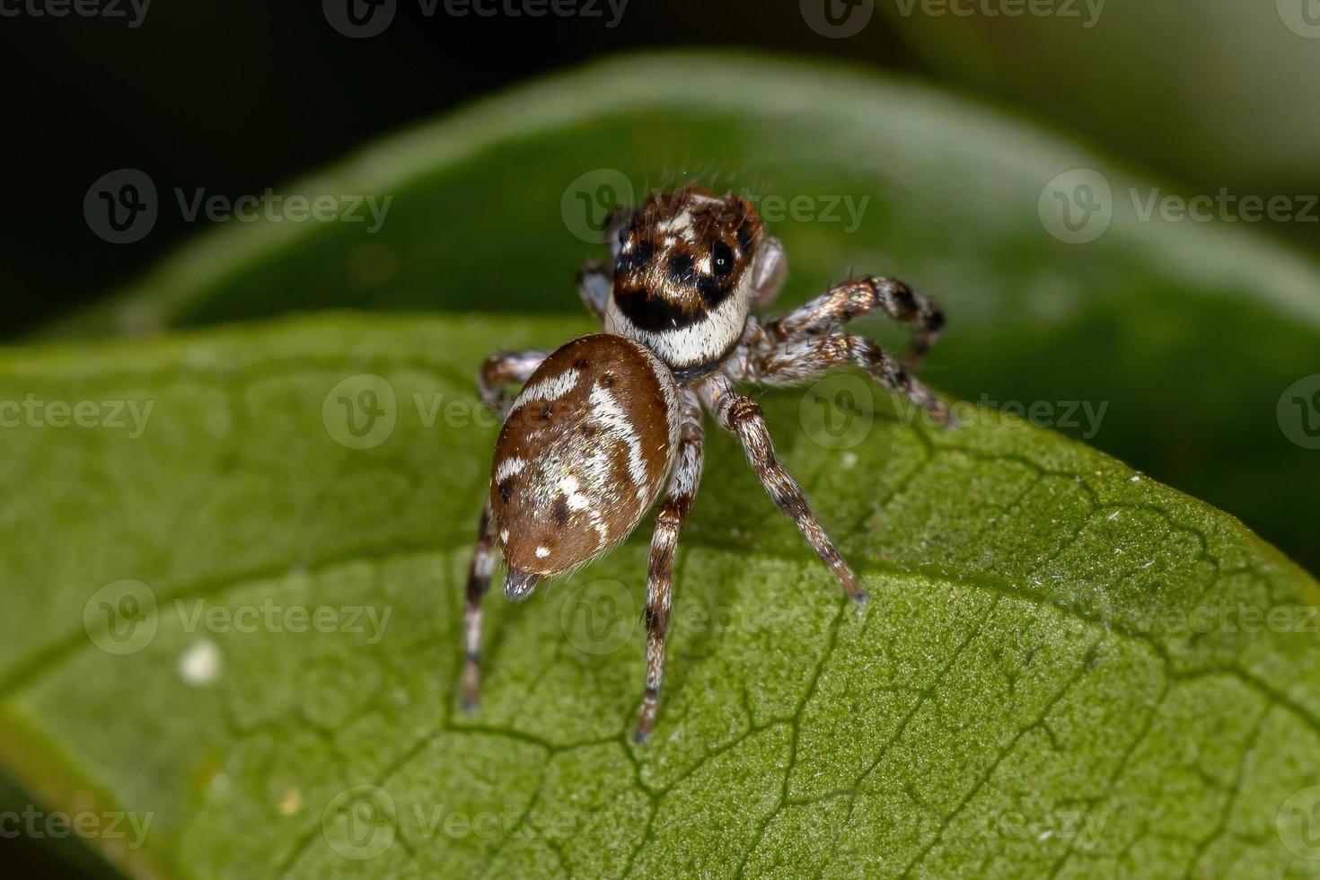 liten hoppande spindel foto