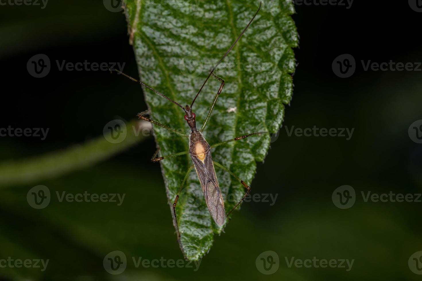 vuxen lönnmördare bugg foto