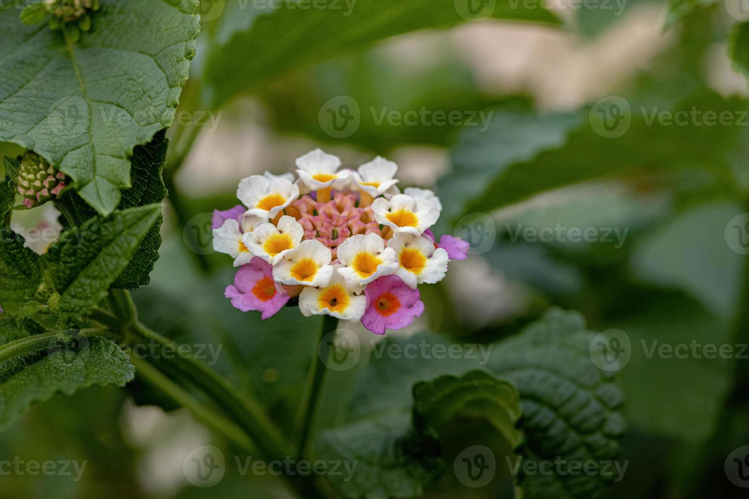 blomma av vanlig lantana foto