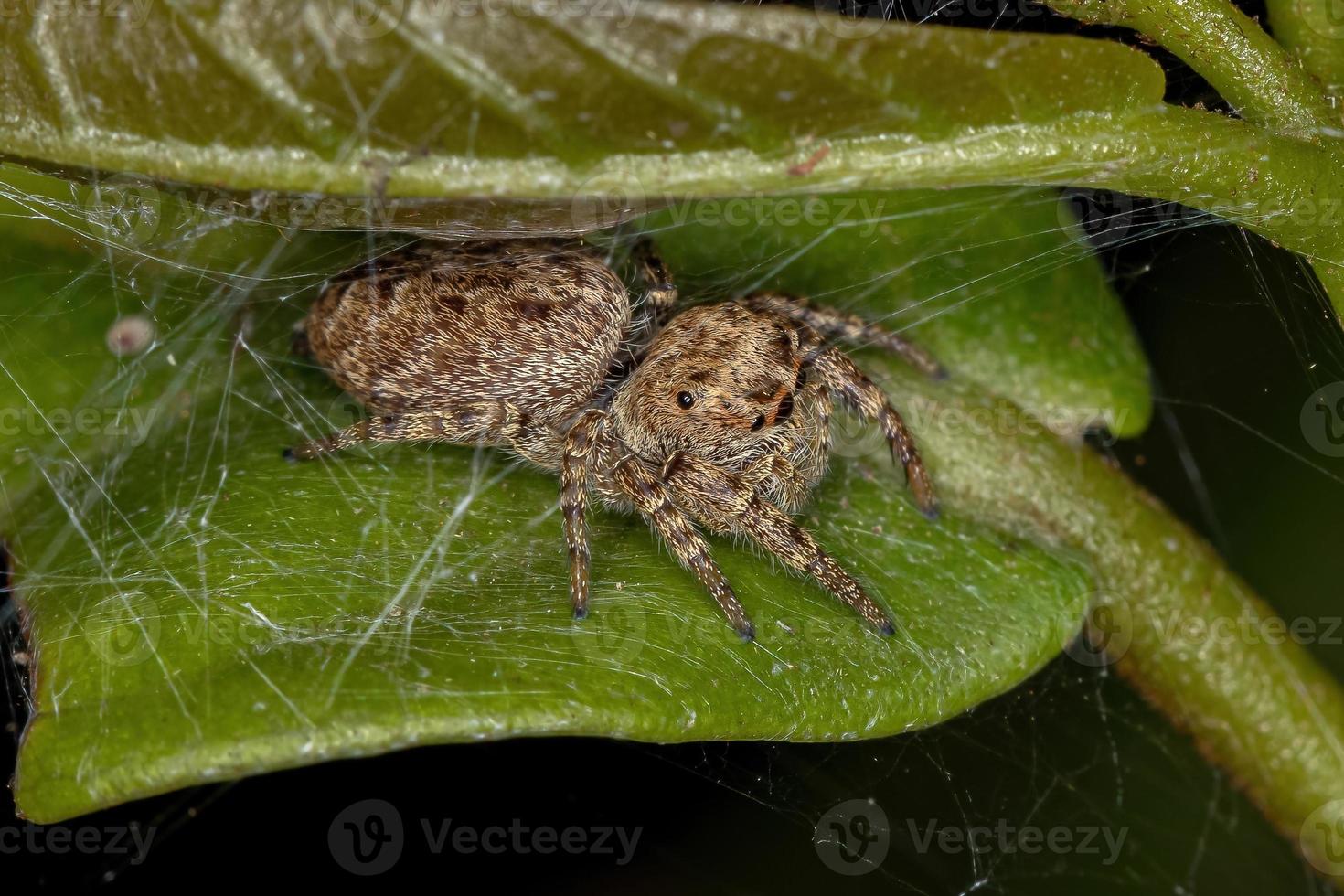 liten hoppande spindel foto