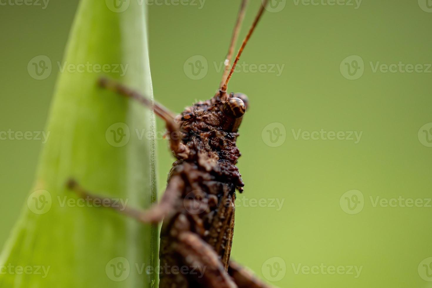 vuxen korthornig gräshoppa foto