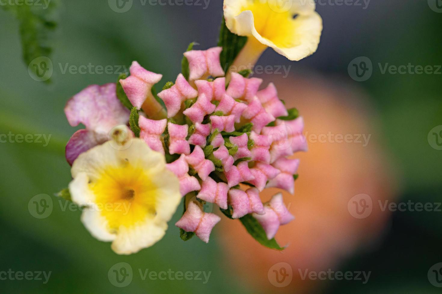 blomma av vanlig lantana foto