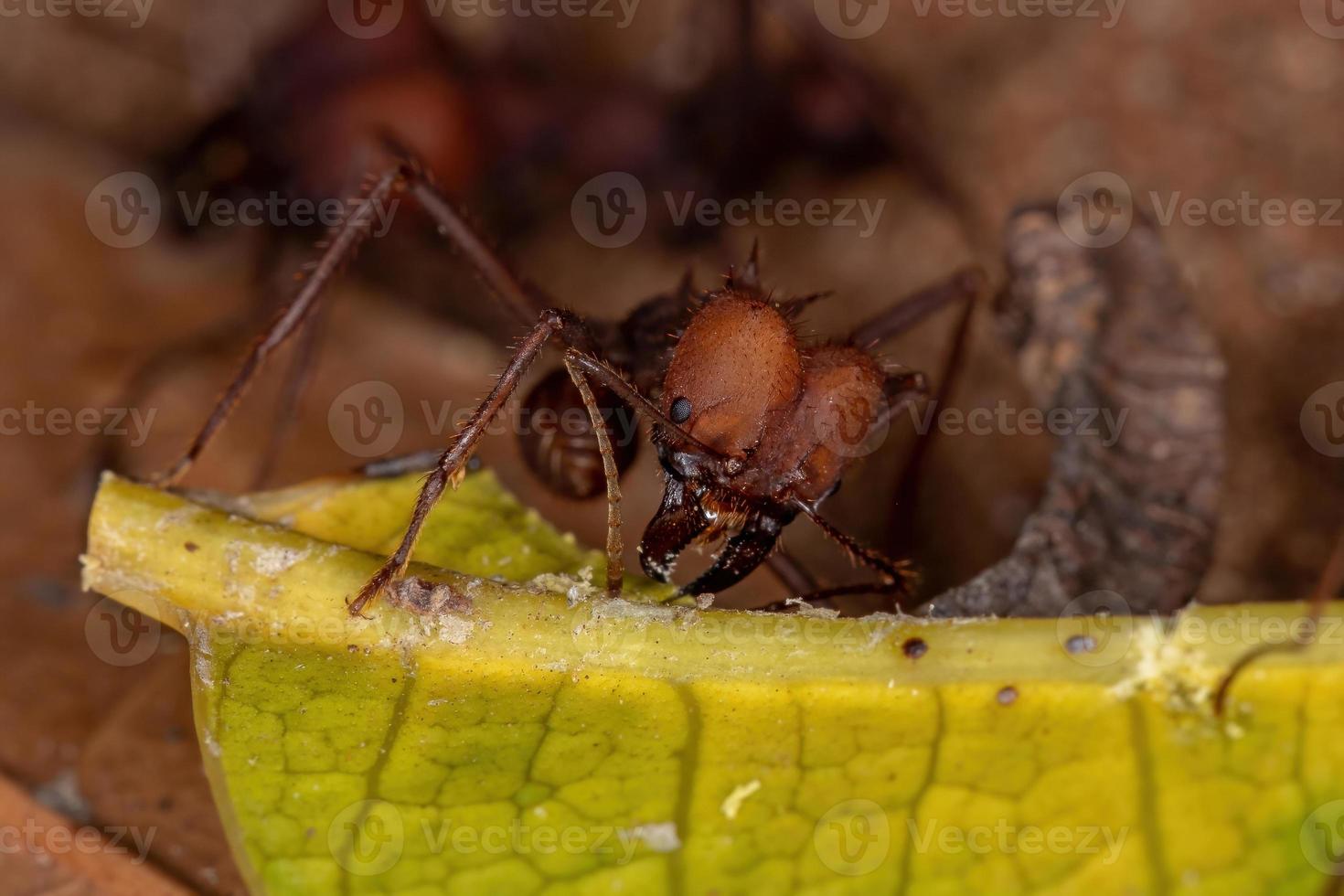 atta leaf-cutter ant foto