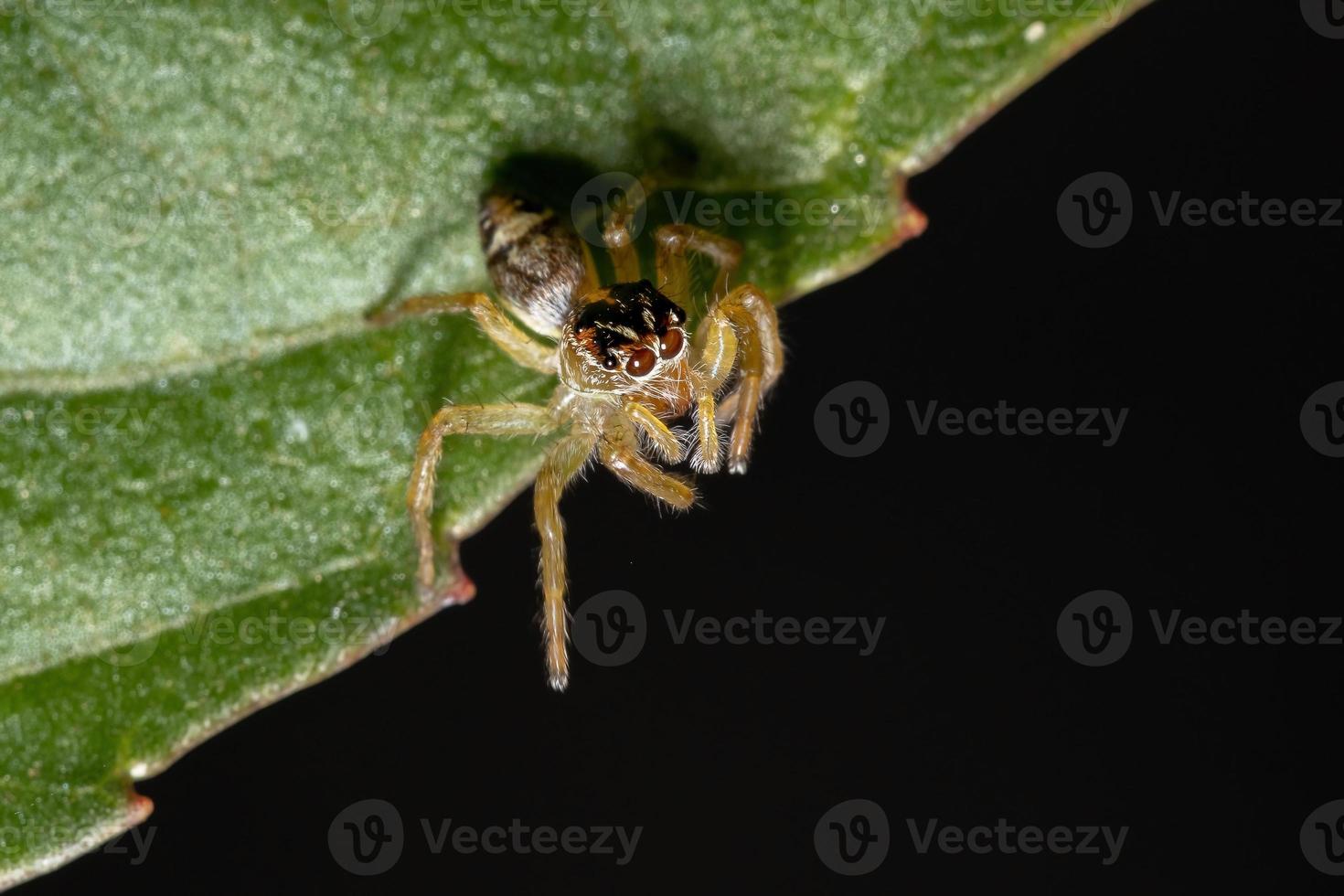 liten hoppande spindel foto