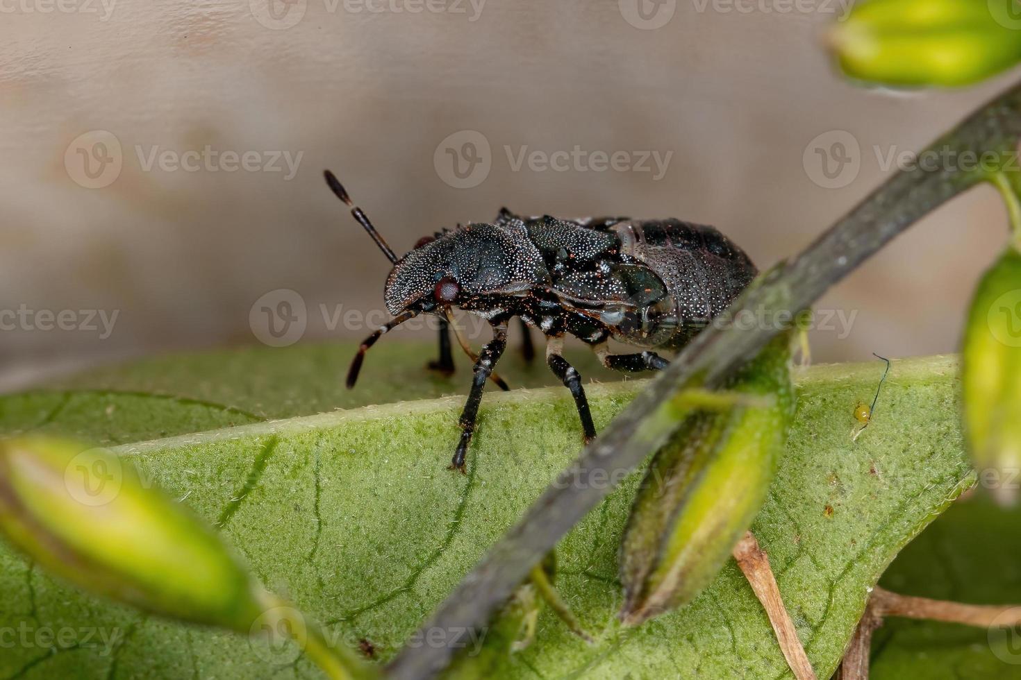 stink bug nymf foto