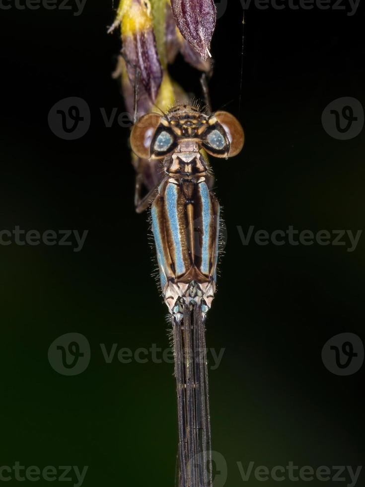 vuxen smalvingad damselfly foto