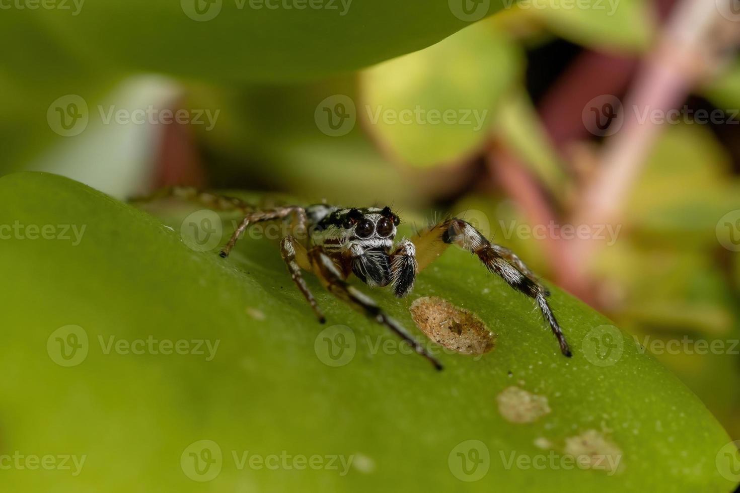 liten hoppande spindel foto