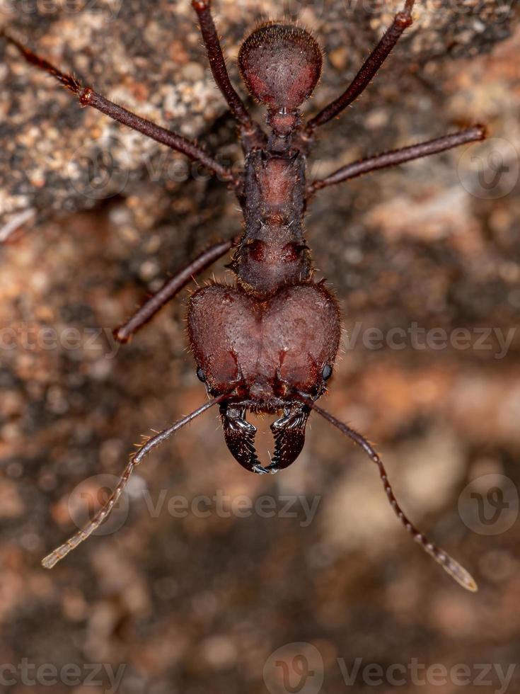 atta leaf-cutter ant foto