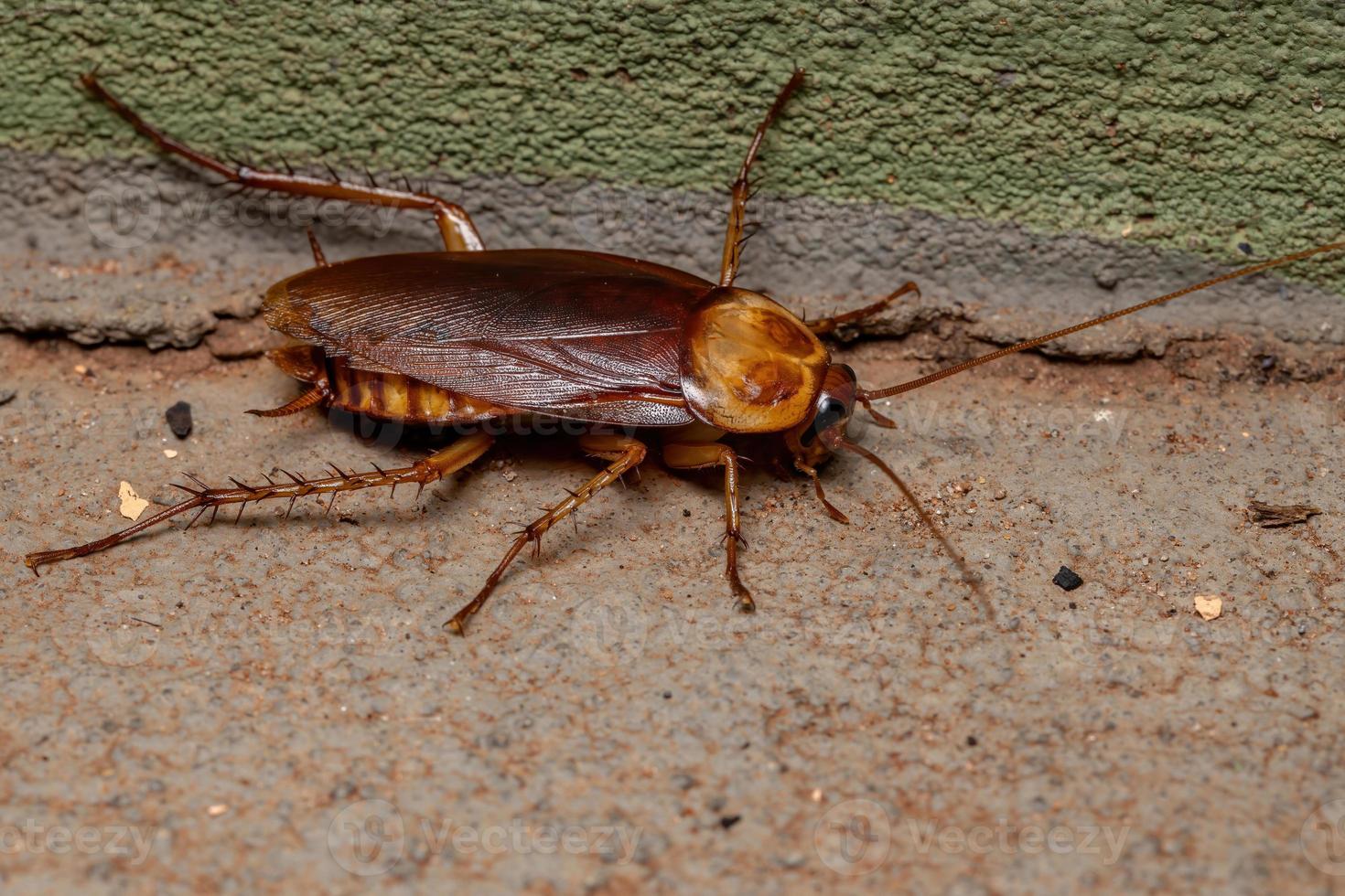 vuxen amerikansk kackerlacka foto