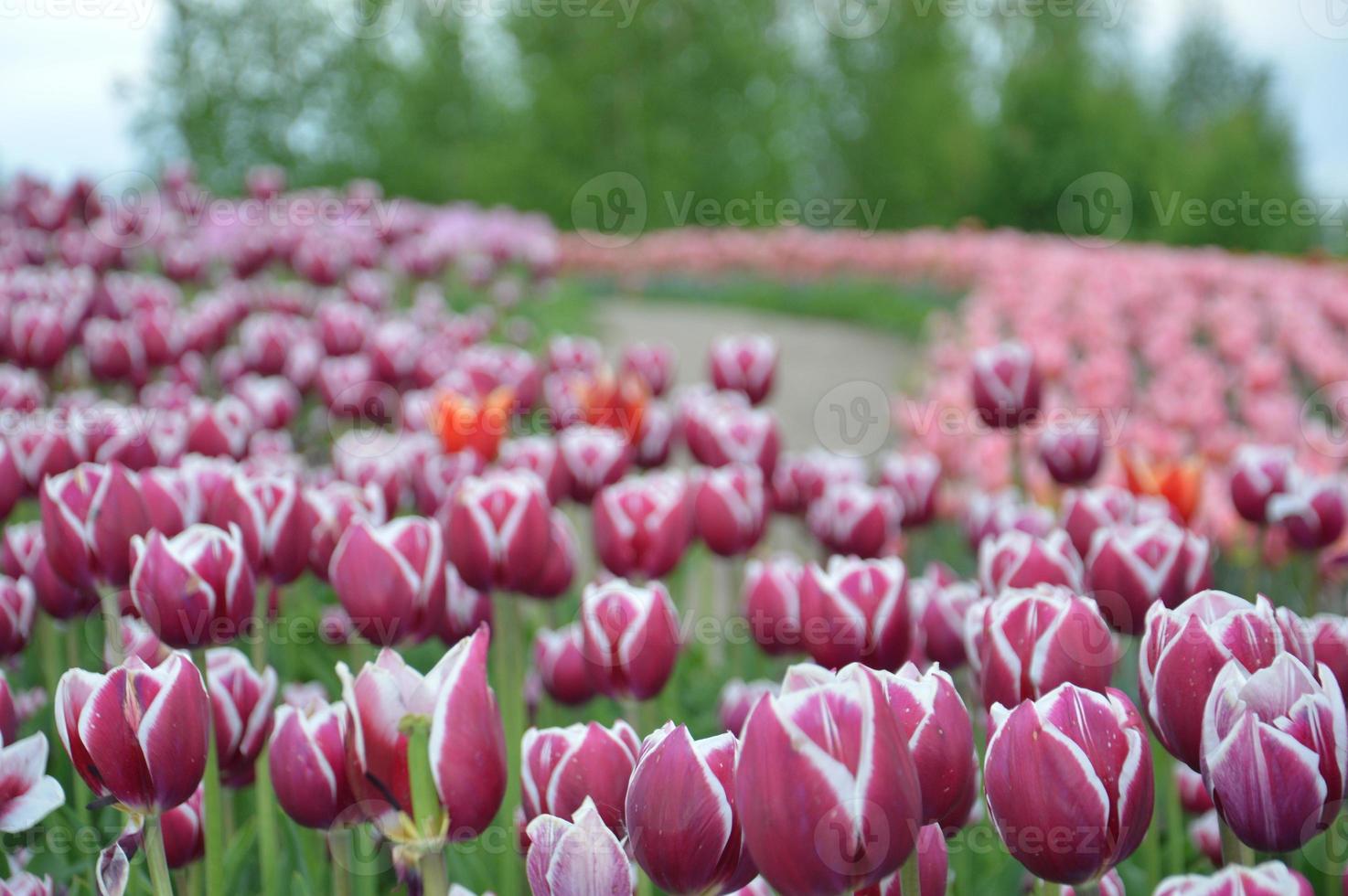 textur av ett fält med flerfärgade blommade tulpaner foto