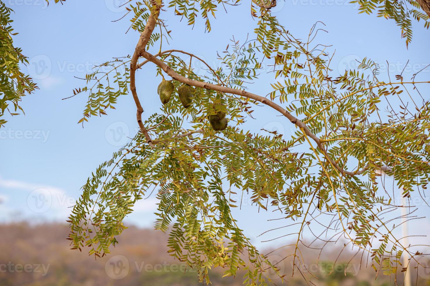 blå jacarandafrukter foto