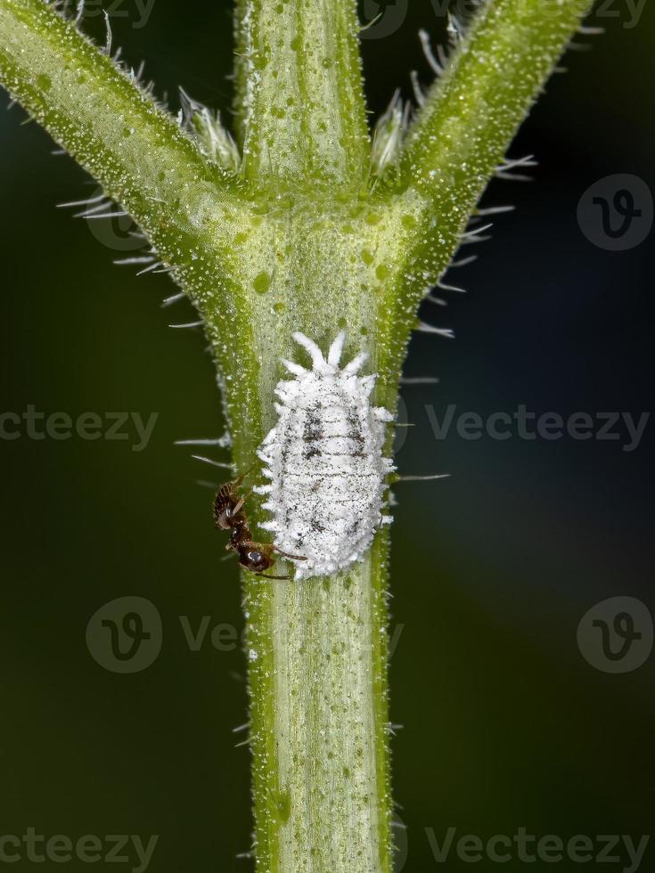 vitskala insekter foto