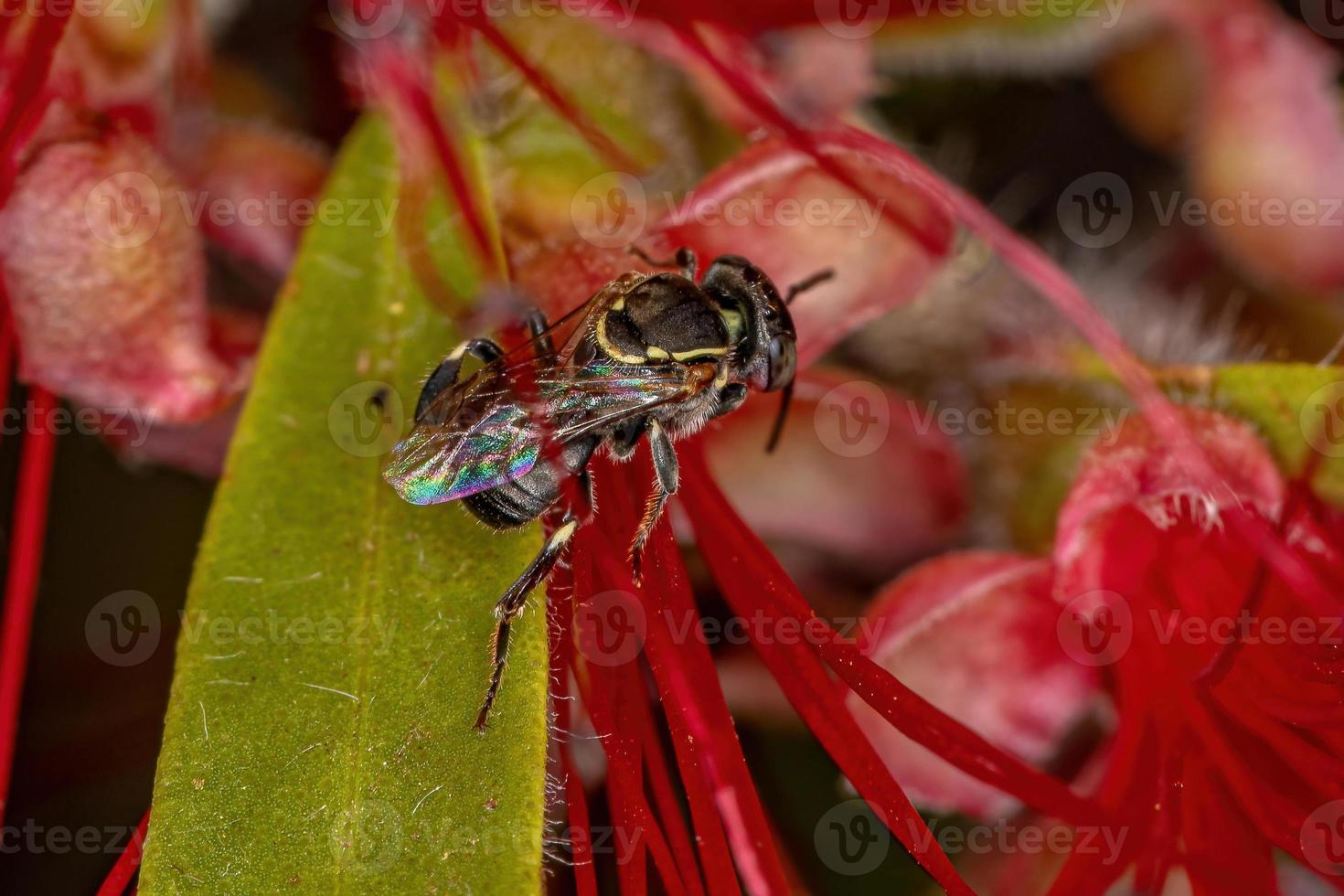 vuxen stingless bi foto