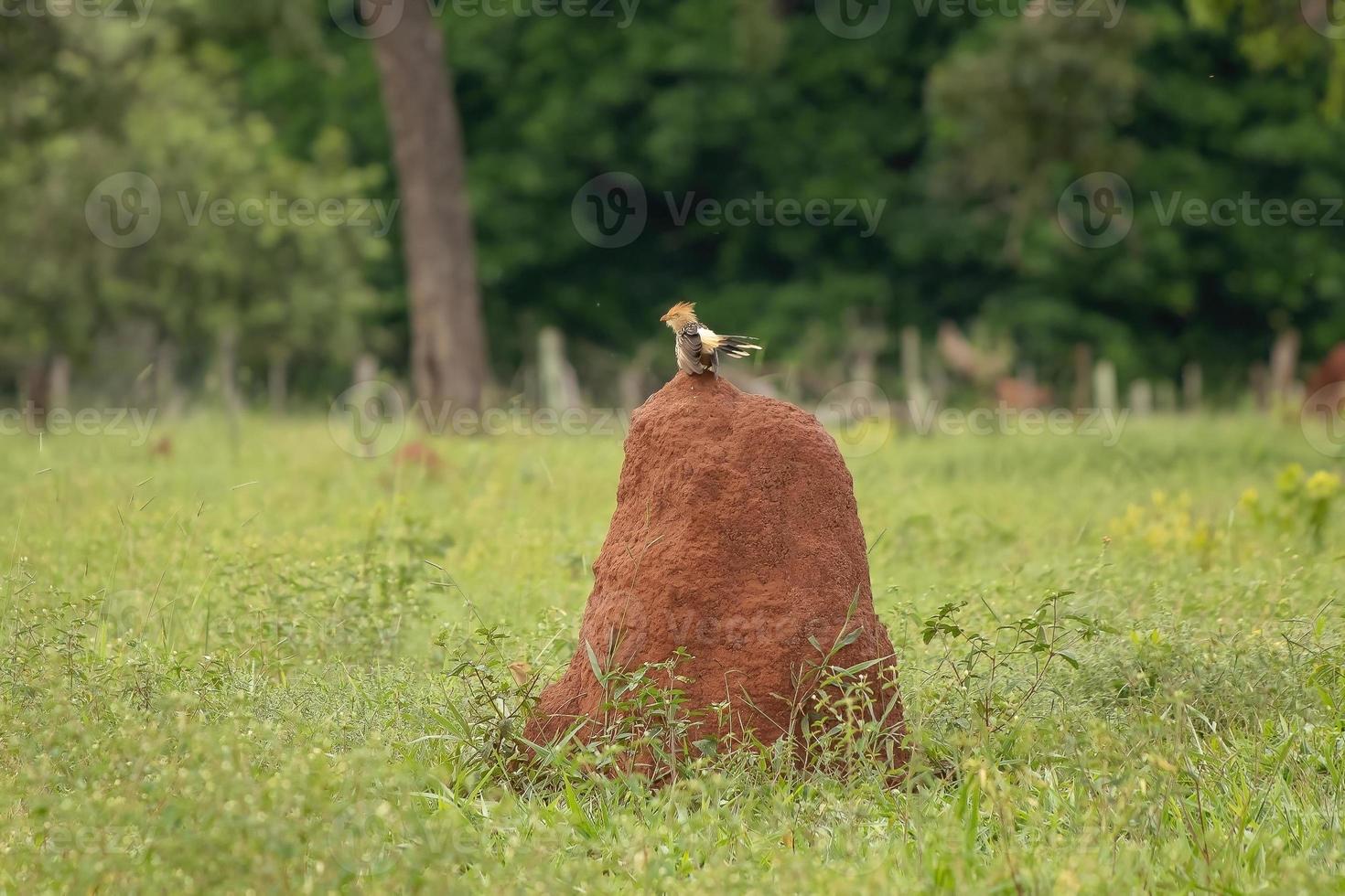 vuxen guirakök foto