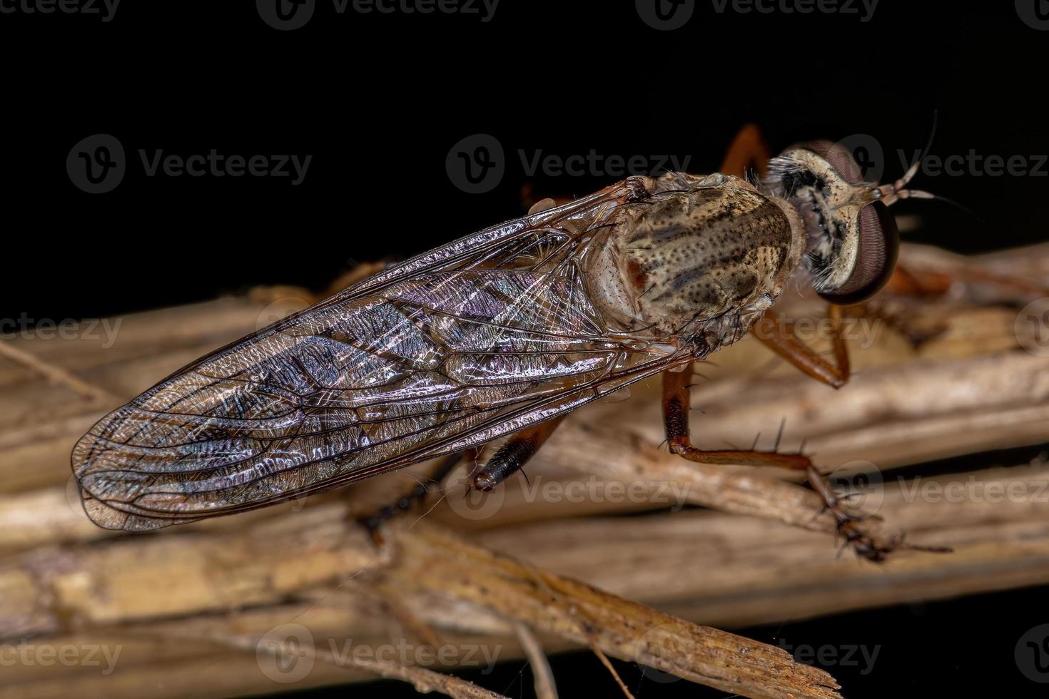 vuxen rånarfluga foto