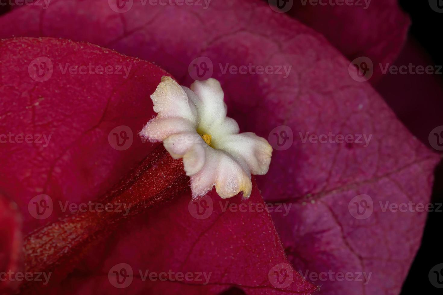 röda blommor blommig bakgrund foto