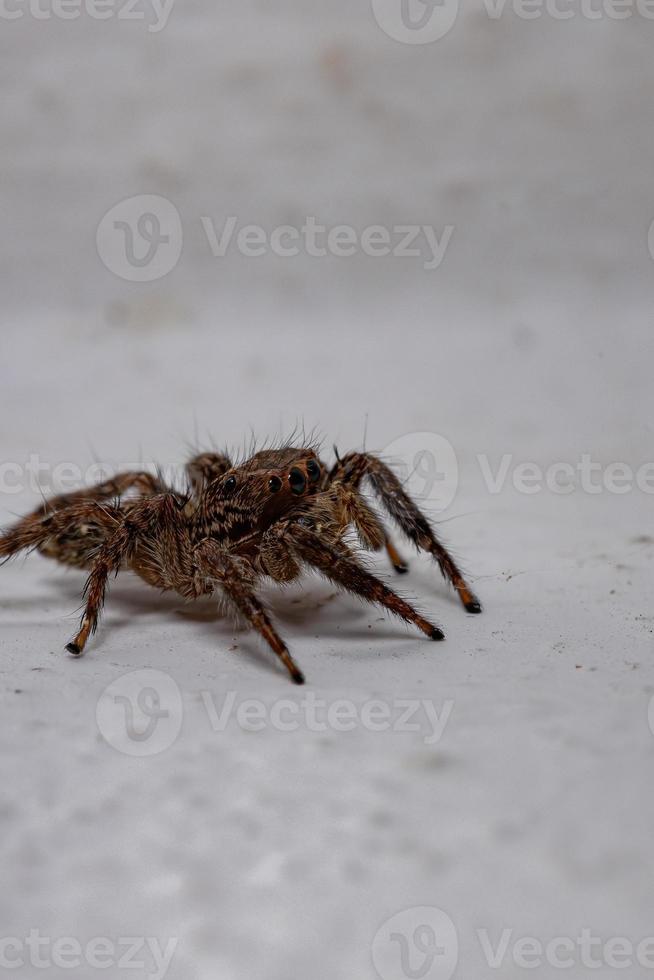 pantropisk hoppspindel foto