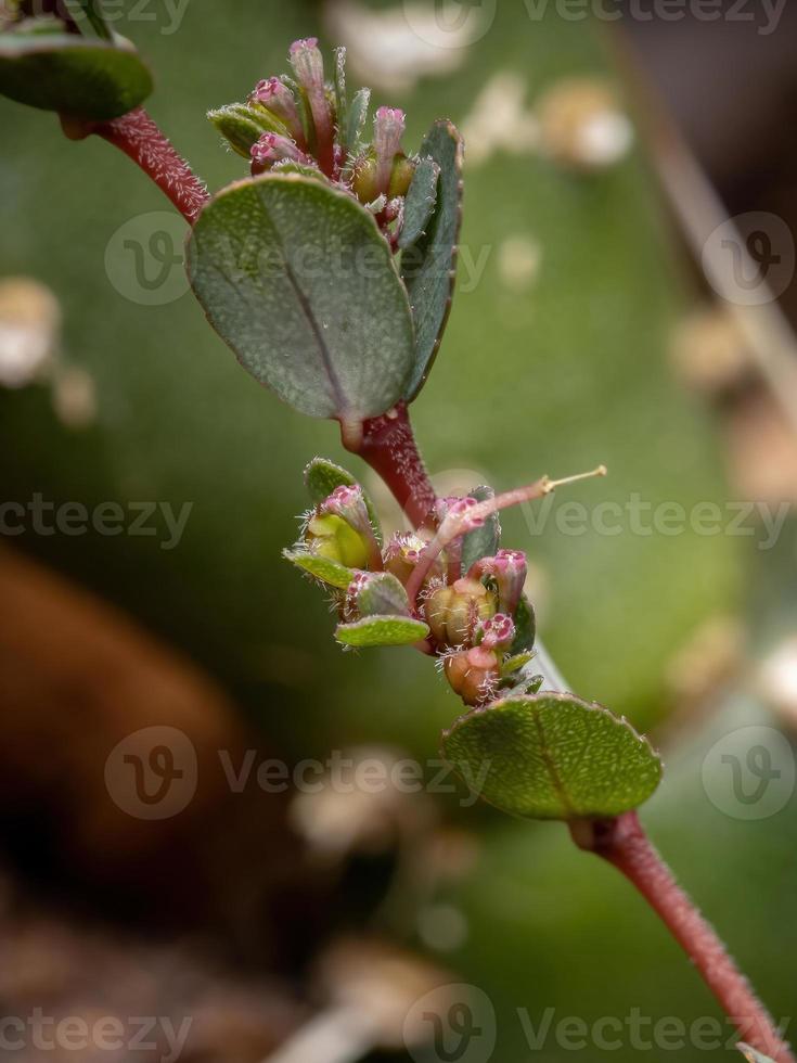 blommor och frukter av den fallande sandmatväxten foto