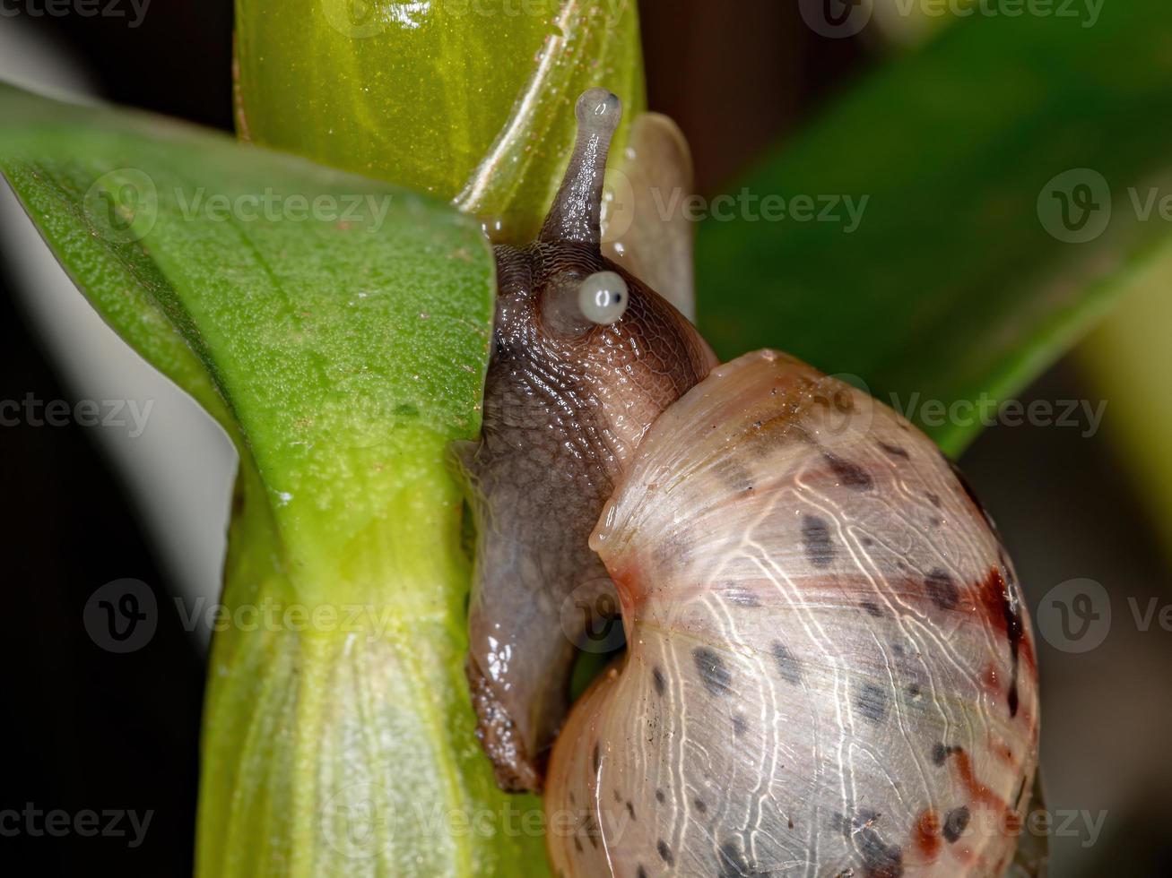 afrikansk jätte snigel foto