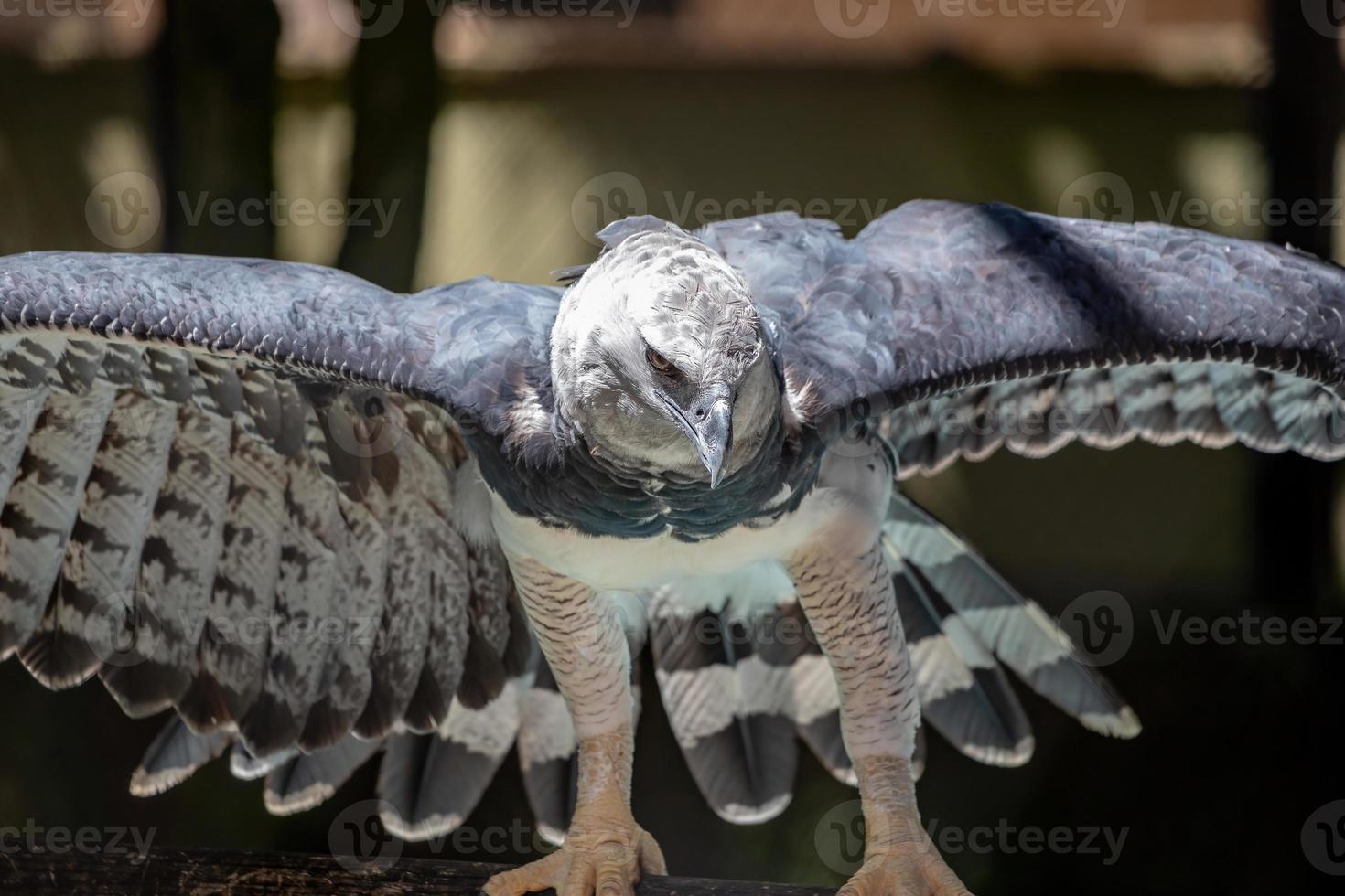 harpy eagle djur foto