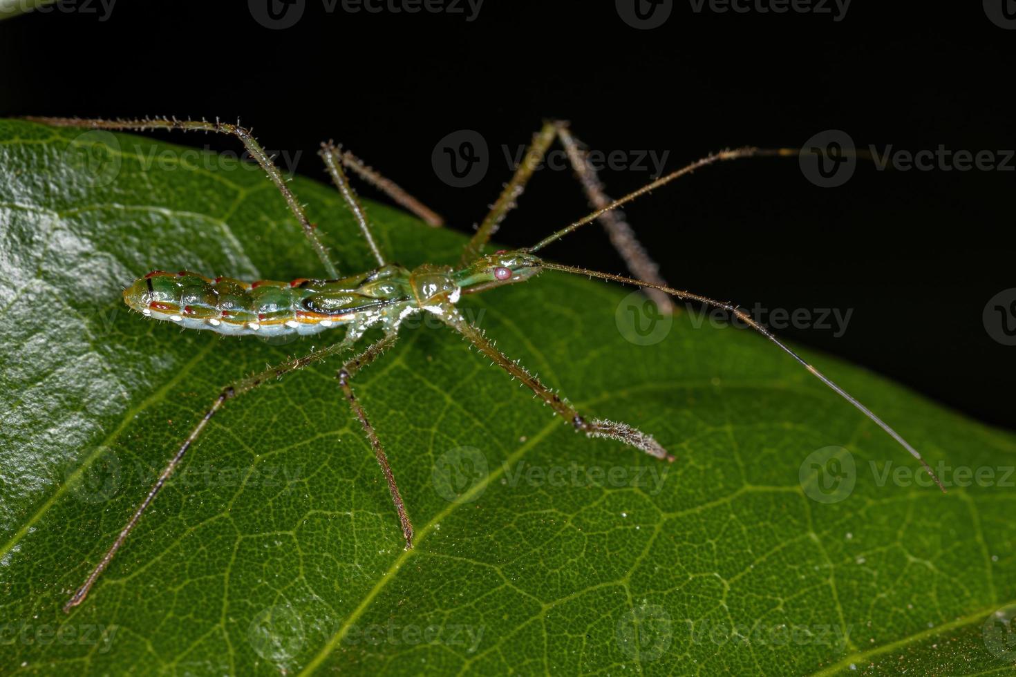 assassin bug nymf foto