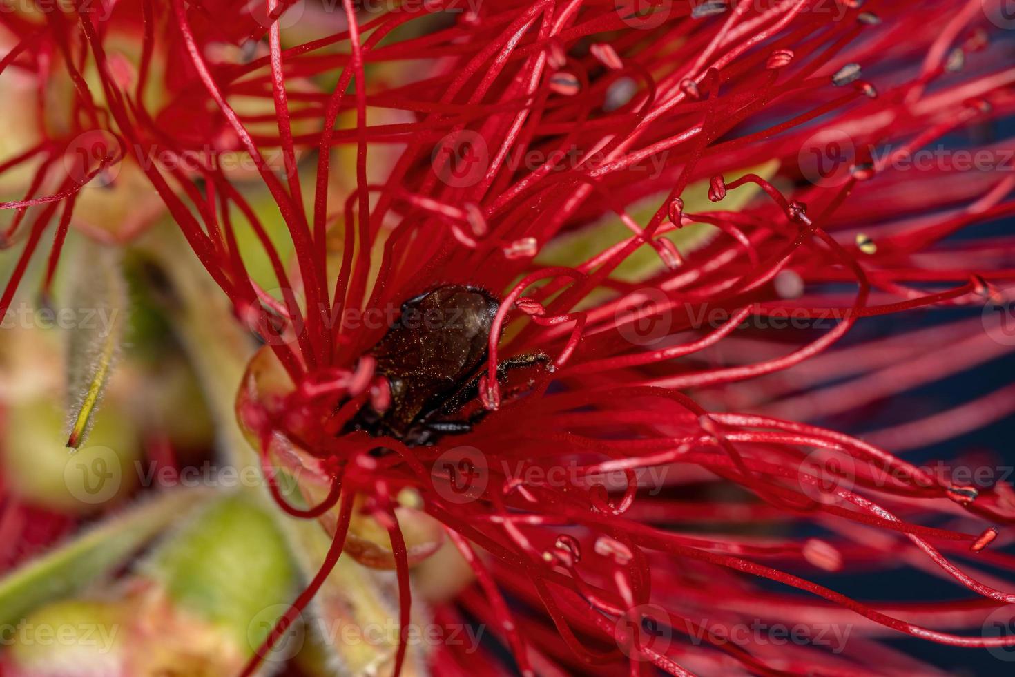 vuxen hona stingless bi foto