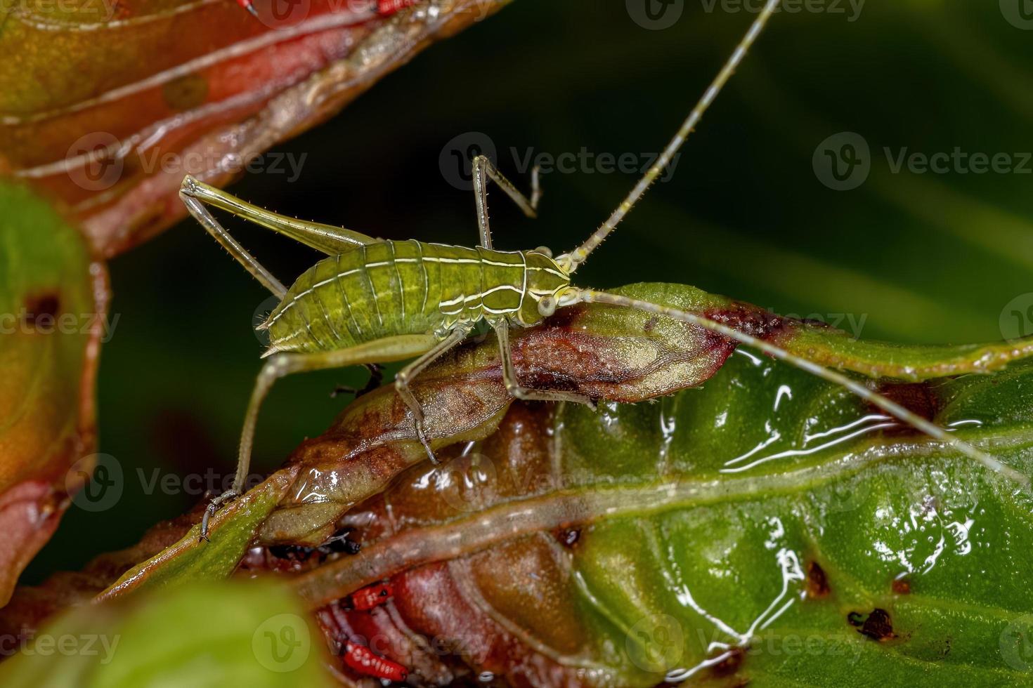 blad katydid nymf foto