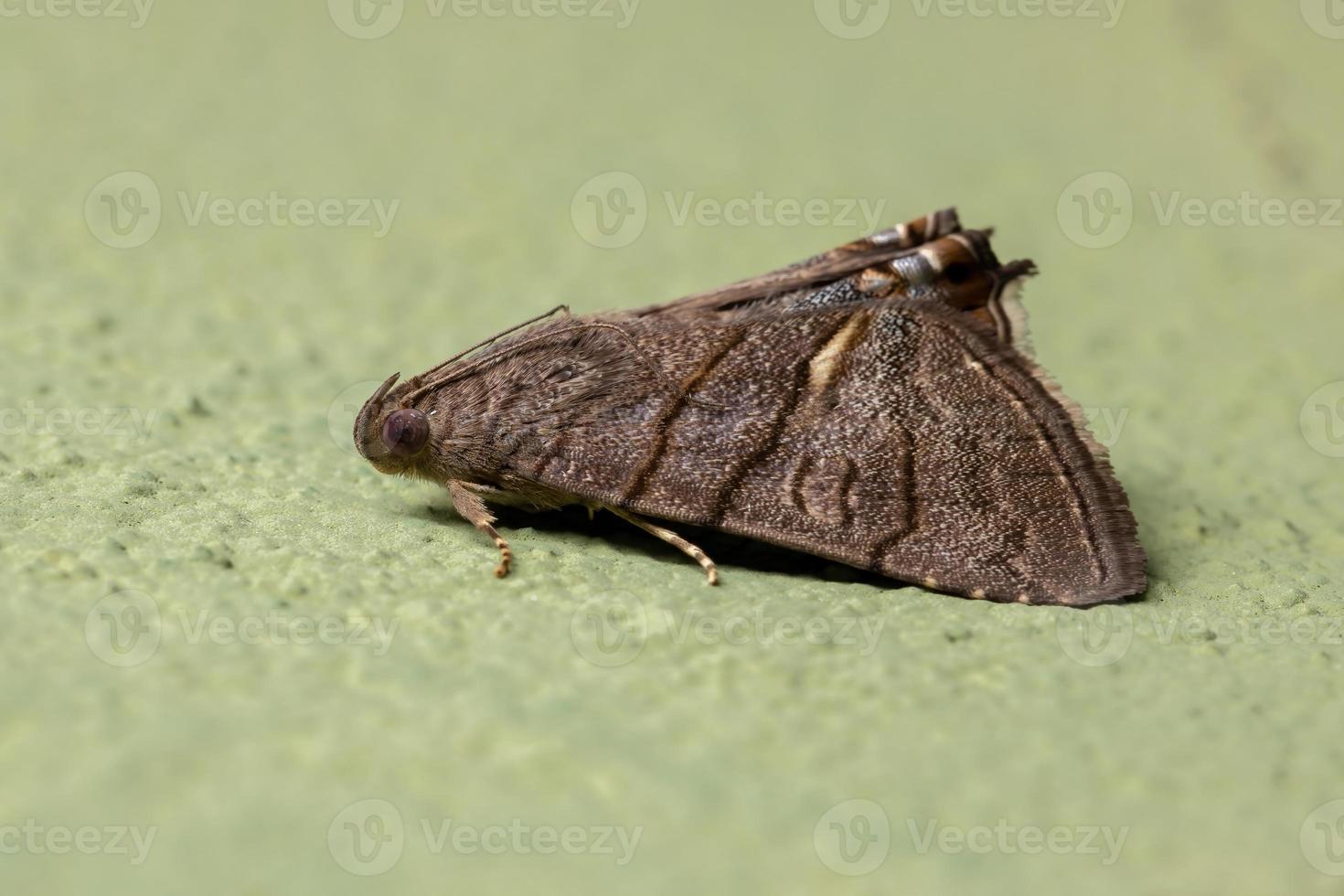 vuxen underwing mal foto