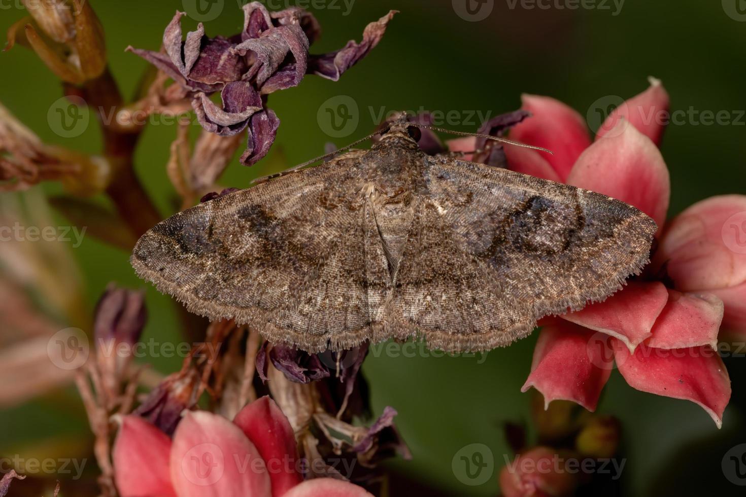 vuxen underwing mal i en växt foto