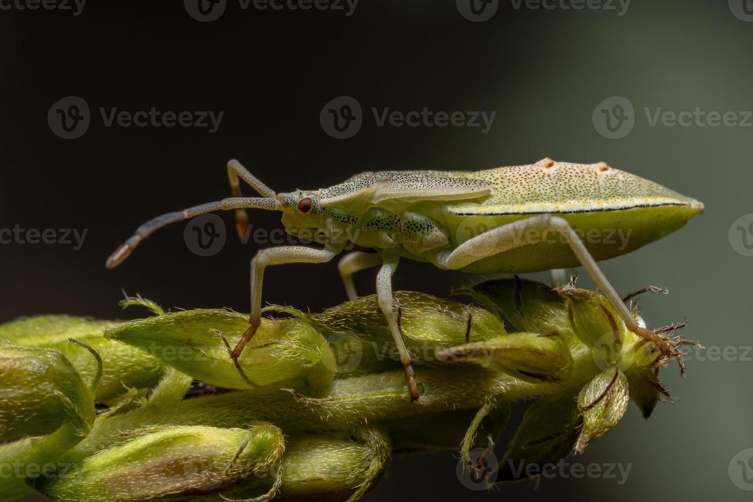 bladfotad insektnymf foto