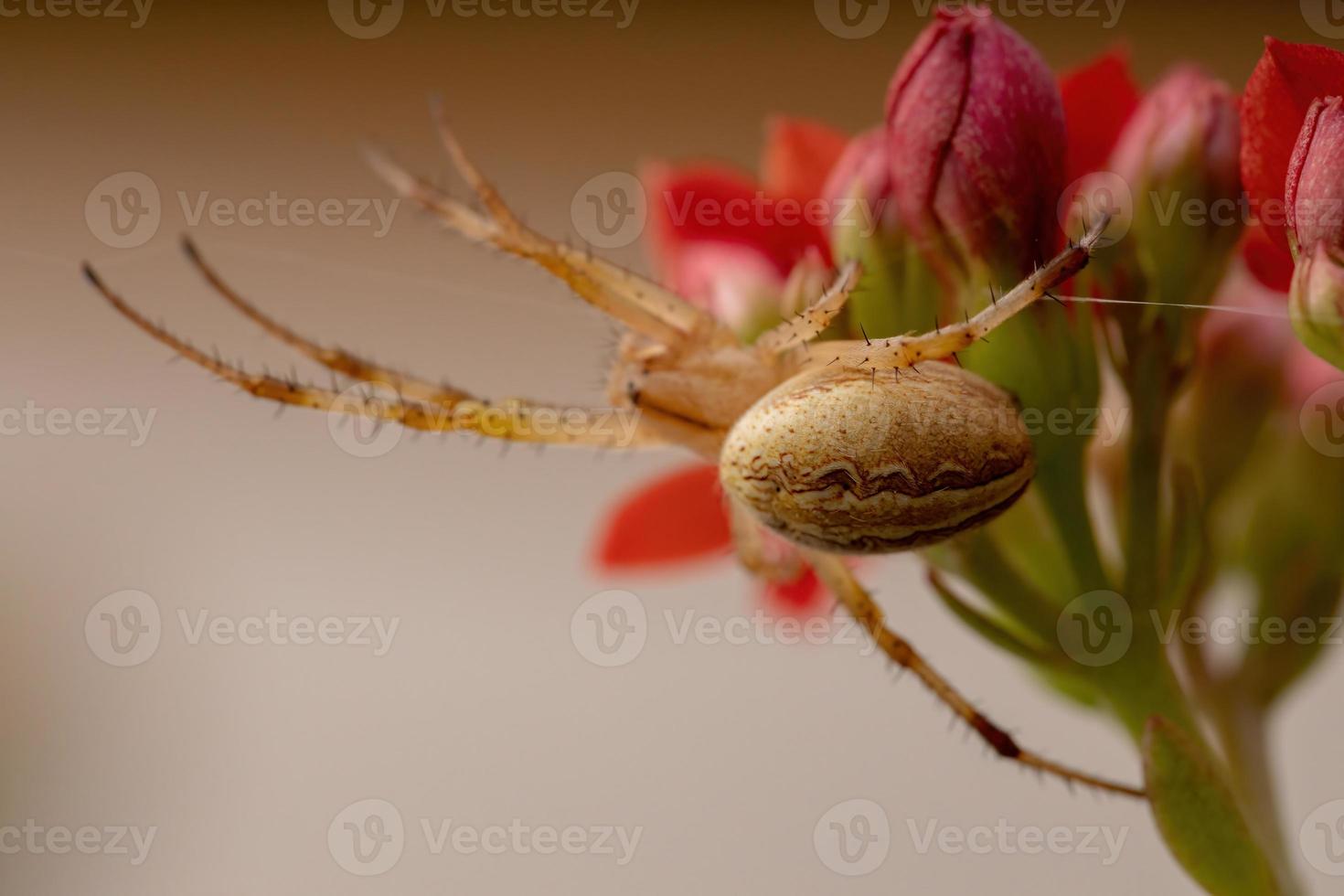 gräs neoscona spindel foto