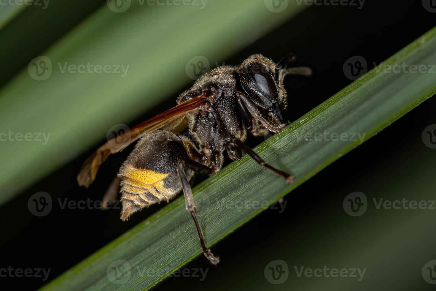 vuxen honung geting foto