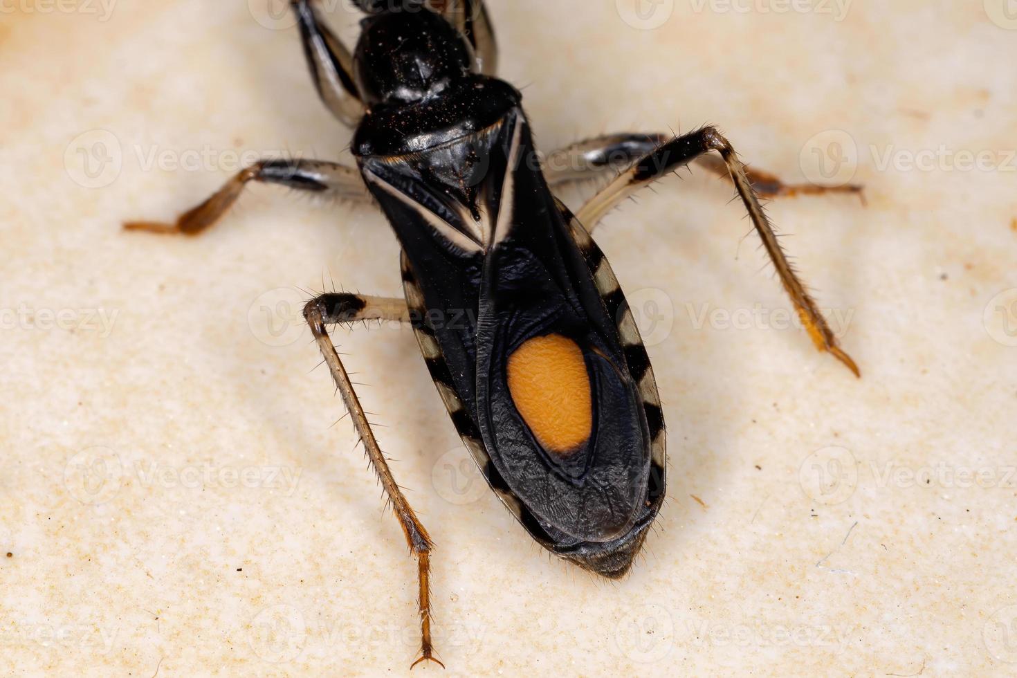 brasiliansk corsair bug foto