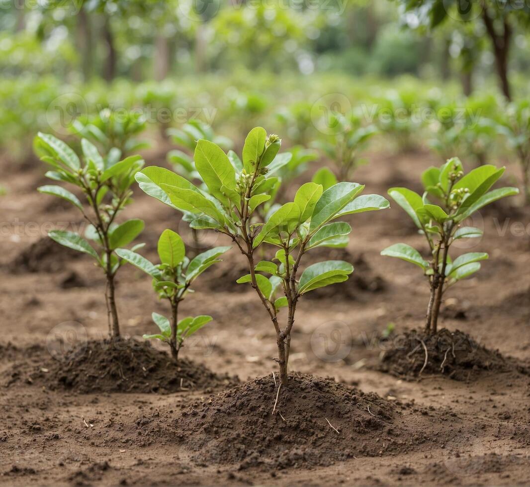 ai genererad ung plantor av kaffe träd i en rad på de jord. foto