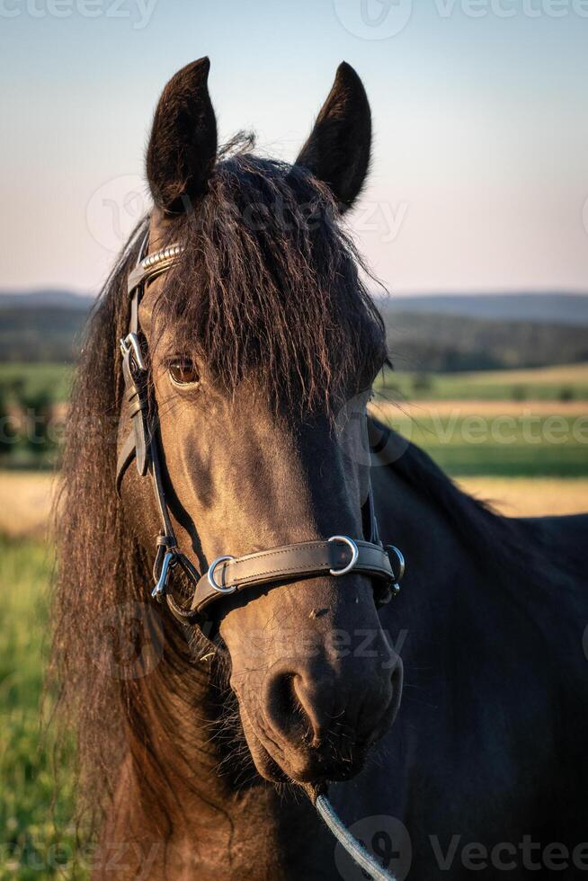 huvud av en friesian häst med grimma. svart friesian häst. foto