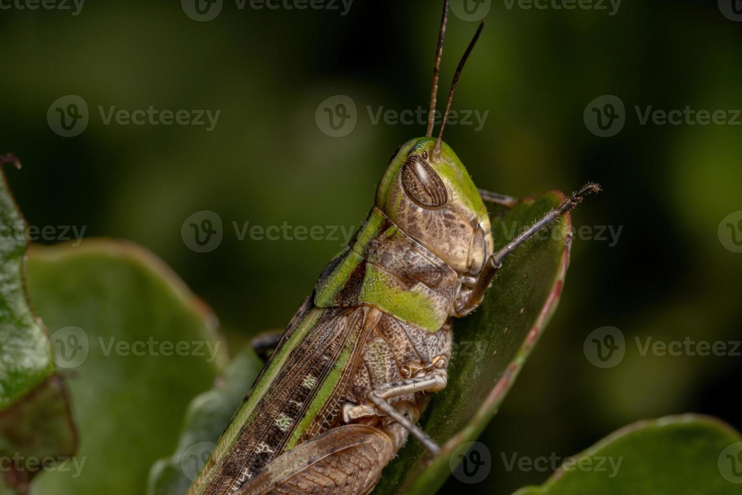 vuxen stridulerande snedvänd gräshoppa foto