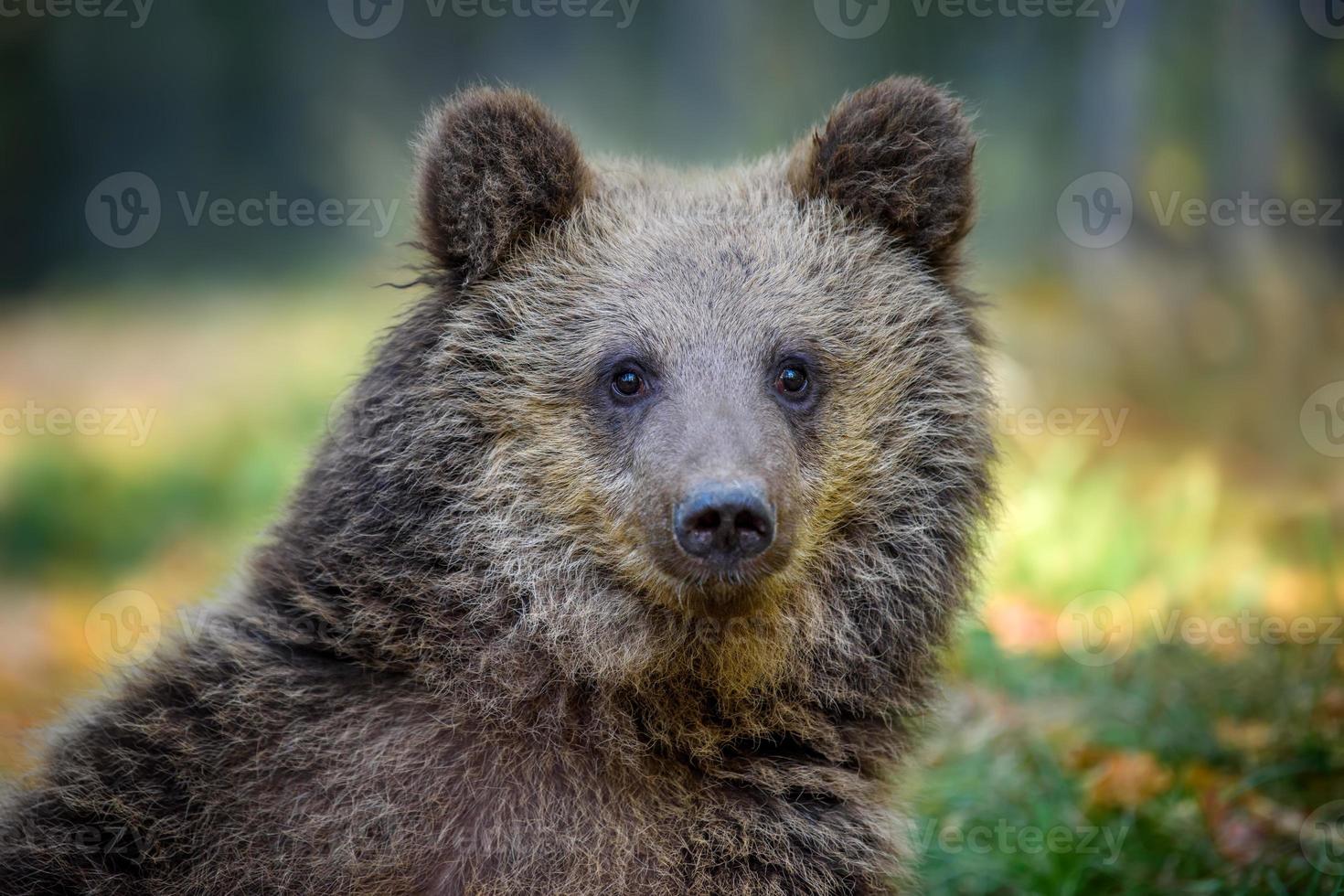porträtt babyunge vildbrun björn i höstskogen. djur i naturlig livsmiljö. vilda djurliv foto