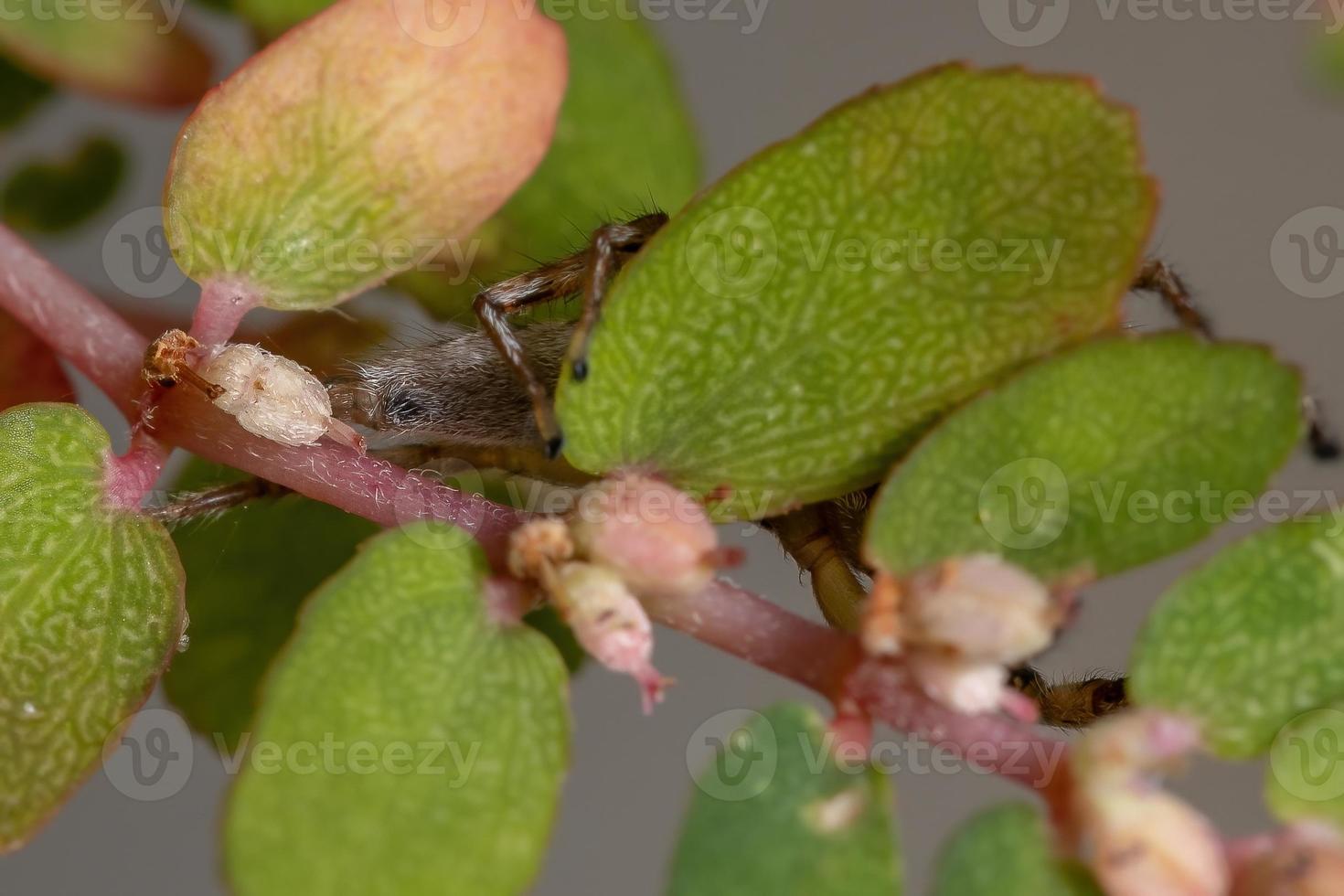 liten hoppande spindel foto