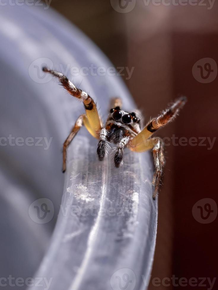 liten hoppande spindel av släktet psecas foto