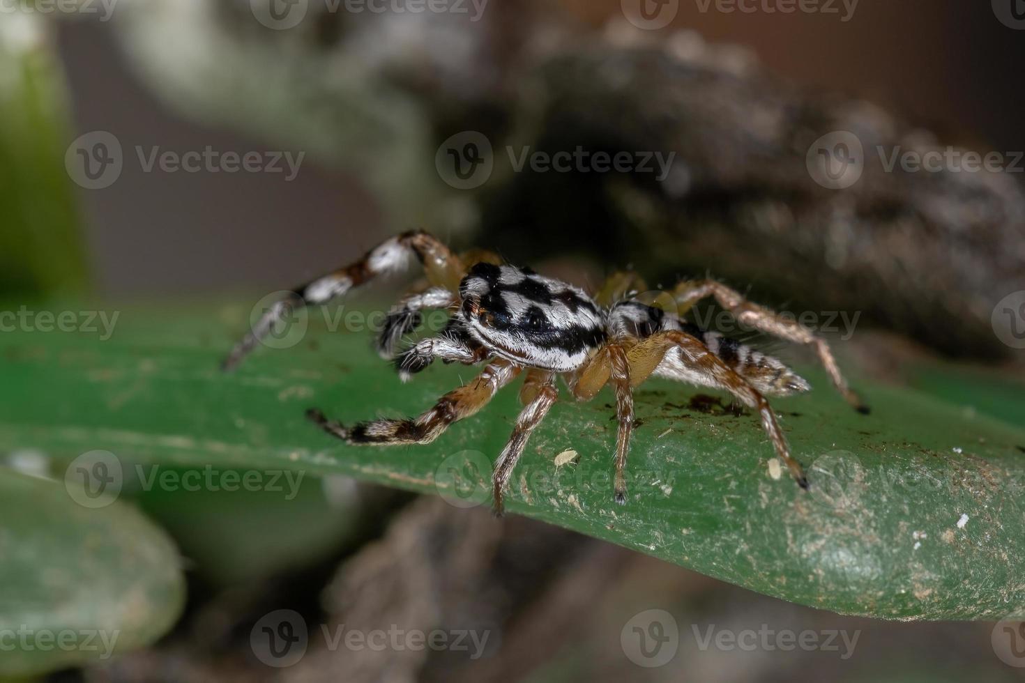 liten hoppande spindel foto