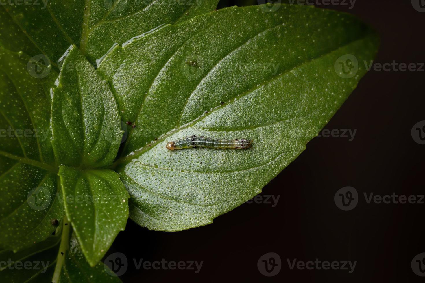 larv av en snäckmask på en söt basilika foto