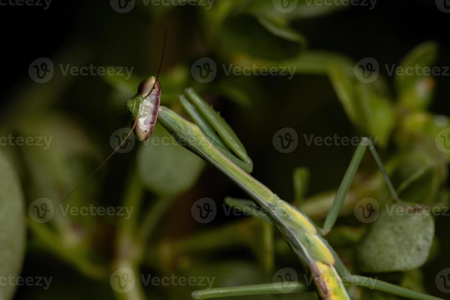 liten mantid nymf foto