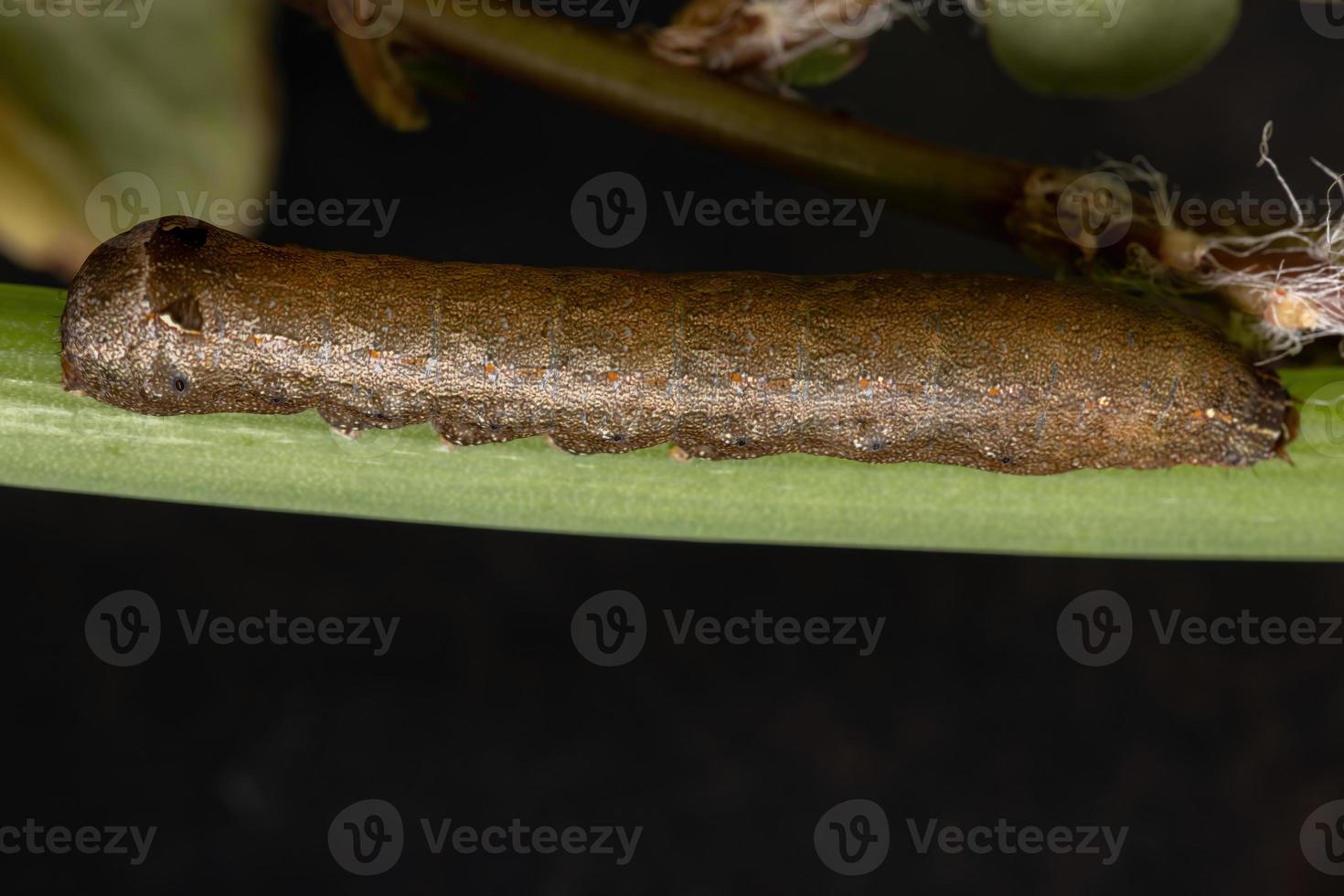 larv som äter ett gräslökblad foto