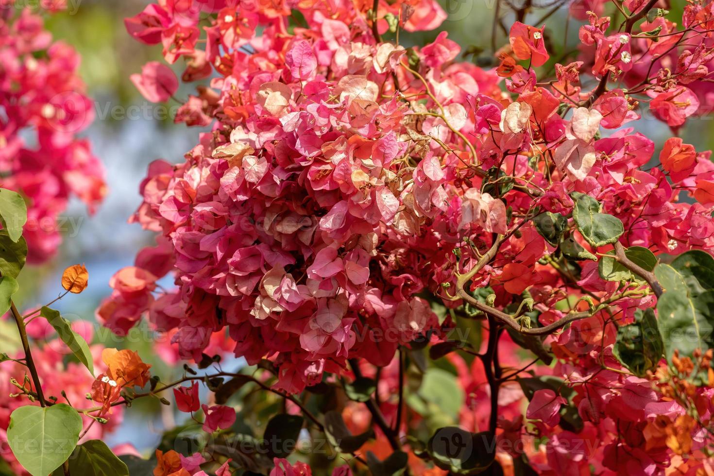 prydnadsväxter blommor foto