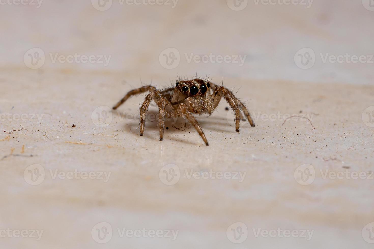 pantropisk hoppspindel foto