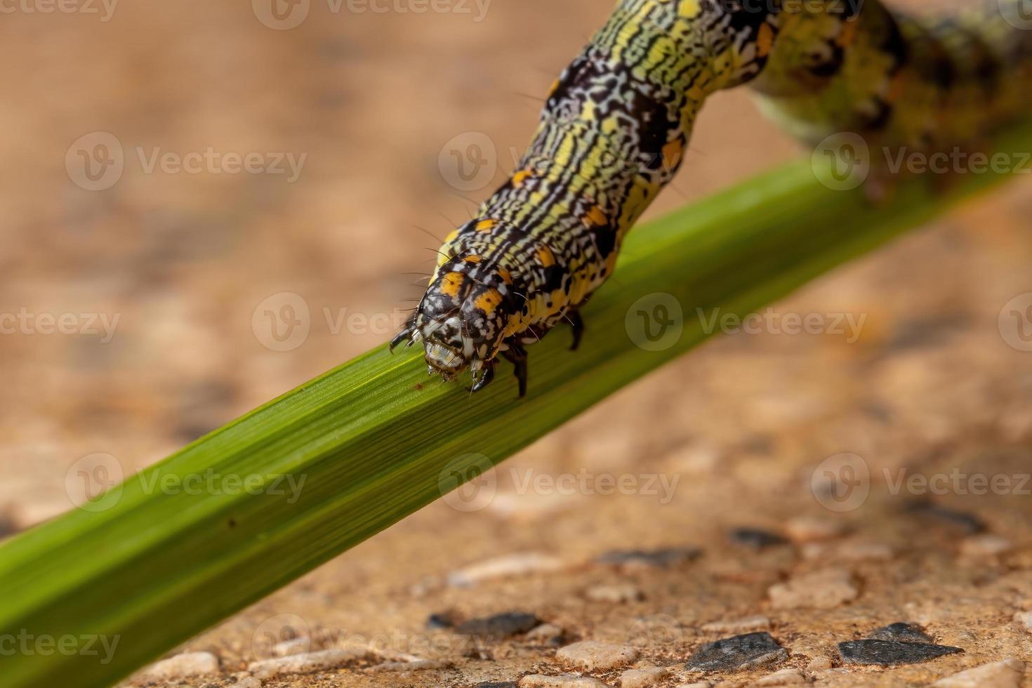 larv som äter ett blad foto