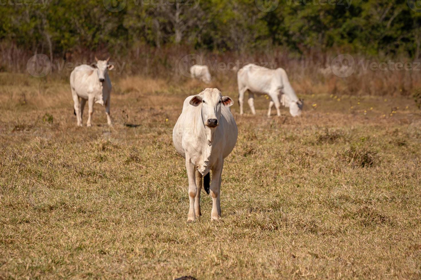 vuxen ko på en gård foto