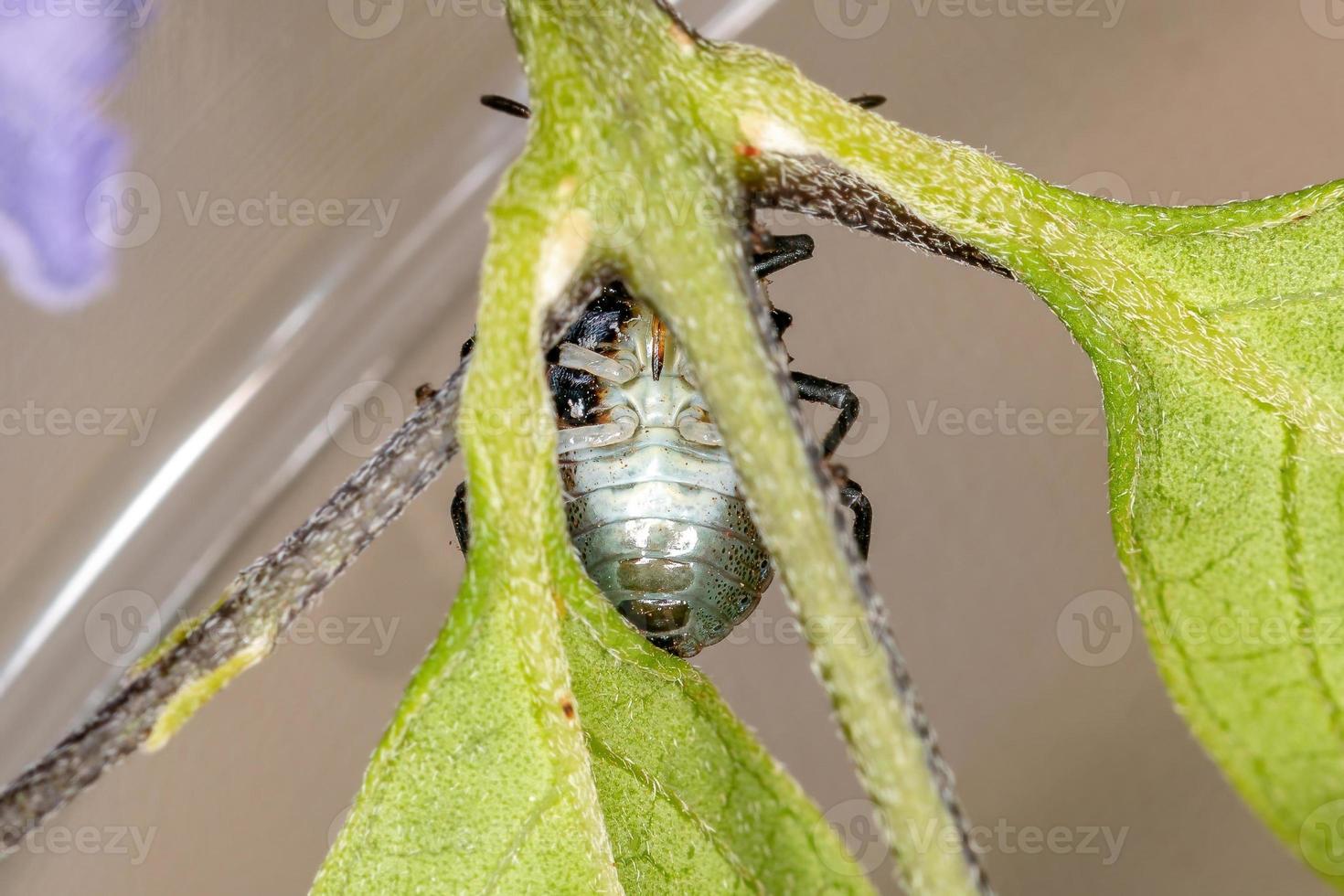 stink bug nymf foto